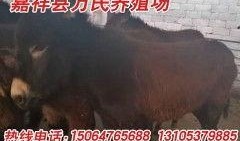 大驴的最新视频爆料,揭秘幕后真相，带你走进事件核心